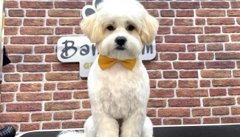 Bam Bam Grooming Salon - Скопје 1000