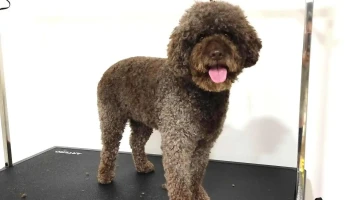 Barki - Grooming Studio - Скопје 1000