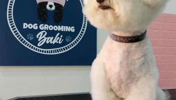 Dog grooming Baki - Скопје 1000