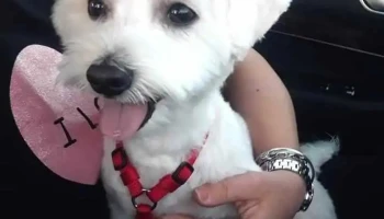 Dog Grooming Max - Кавадарци