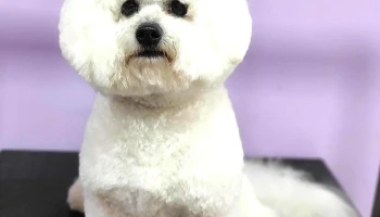 Grooming Salon DogTopia - Груминг Салон ДогТопија - Видое Смилевски Бато 11/1-1