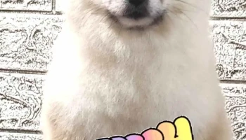 Grooming salon Royal Pet Spa - Скопје 1000