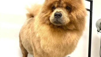 Groomko pet dog grooming salon - Скопје 1000