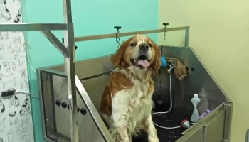 Kuc Kuc Grooming Salon - Куманово 1300