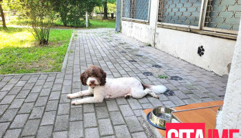 Paw Pet - Скопје 1000