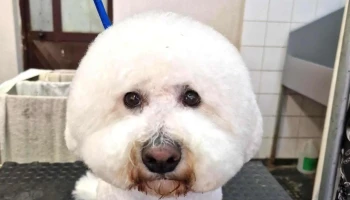 Pačar Grooming - Битола