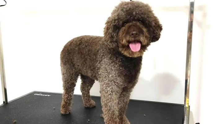 Barki - Grooming Studio - Скопје 1000