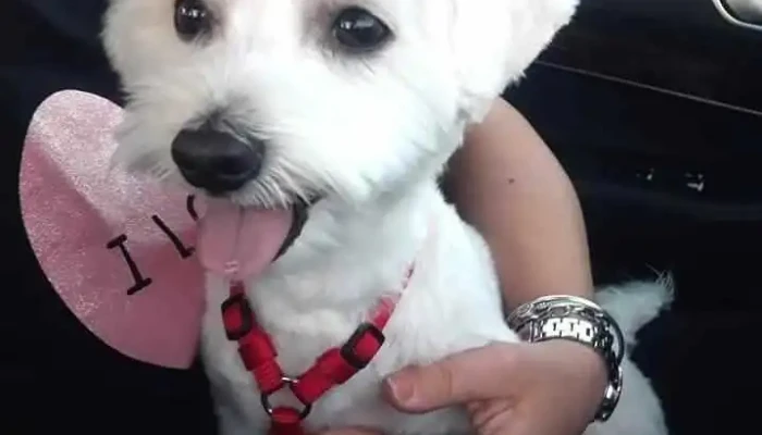 Dog Grooming Max - Кавадарци