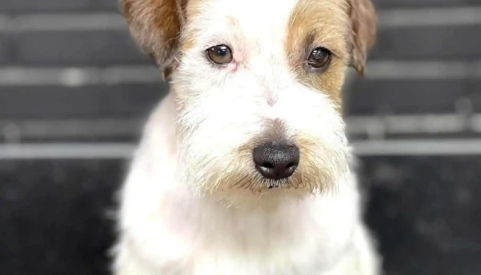 Grooming salon Moe milenice - Груминг салон Мое Милениче - North Macedonia