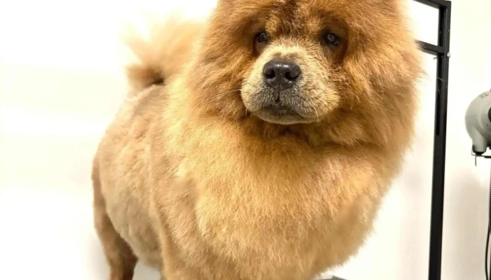 Groomko pet dog grooming salon - Скопје 1000