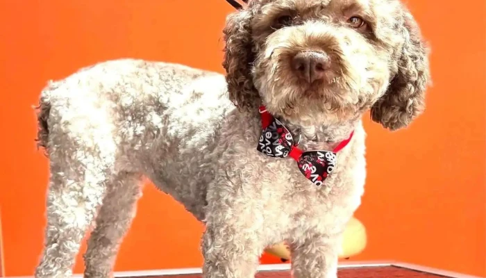 Happy Puppy Grooming - Скопје 1000