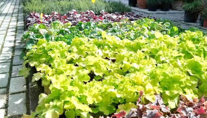 Khorti Dizajn Gradina - Скопје