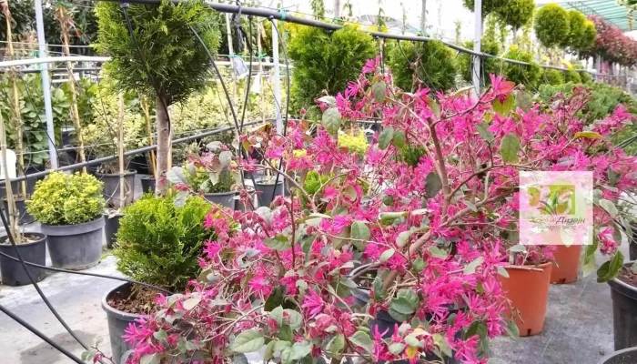 Khorti Dizajn Tsvet - Скопје