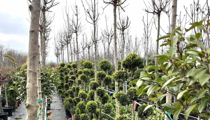 Khorti Dizajn градинарски центар - Скопје