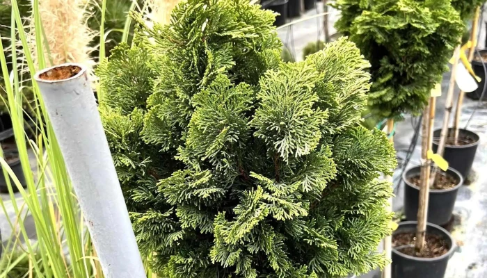 Khorti Dizajn скопје - Скопје