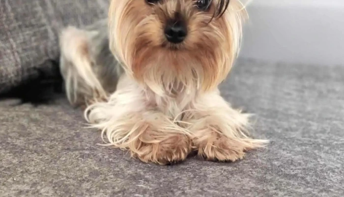 Puppy Love - Grooming Salon - Христо Татарчев